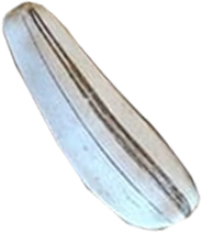 Seed