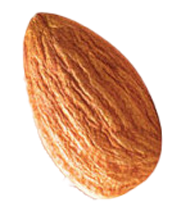 Seed