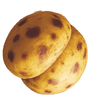 Seed