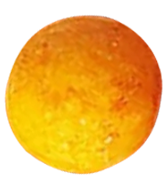 Seed
