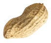 Seed