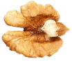 Seed