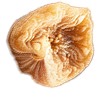 Seed