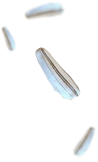 Left Product