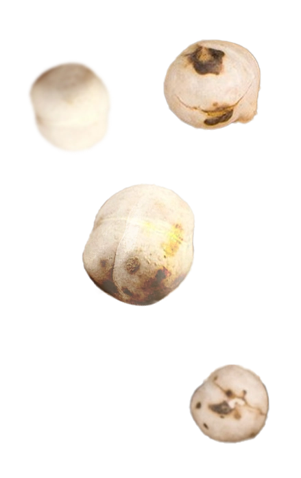 Left Product