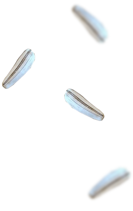 Left Product